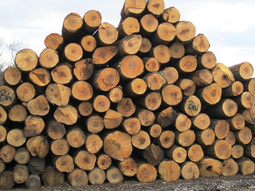 Logs Chisholm Lumber